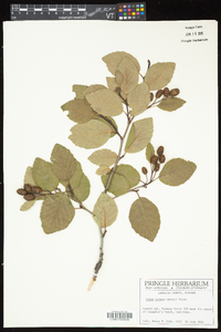 Alnus viridis subsp. crispa image