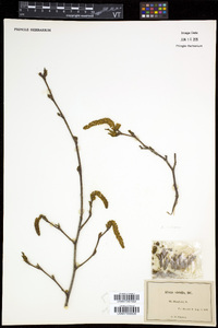 Alnus viridis image