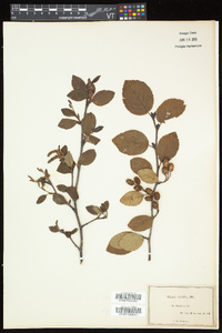 Alnus viridis subsp. crispa image