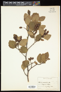 Alnus viridis subsp. crispa image