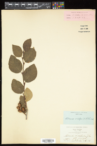 Alnus viridis subsp. crispa image