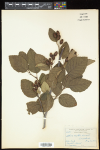 Alnus viridis image