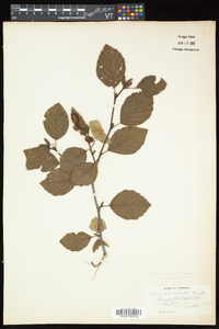 Alnus viridis subsp. crispa image