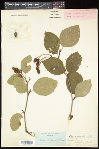 Alnus viridis subsp. crispa image