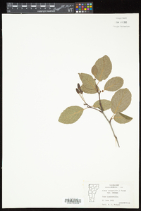 Alnus viridis subsp. crispa image