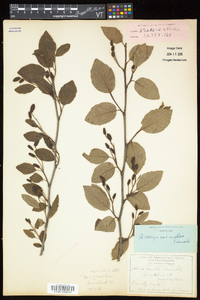 Alnus viridis image