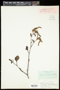 Alnus viridis image