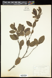 Alnus viridis image