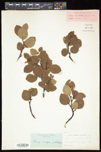 Alnus viridis subsp. crispa image