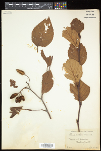 Alnus viridis subsp. crispa image