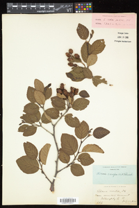 Alnus viridis image