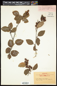 Alnus viridis subsp. crispa image