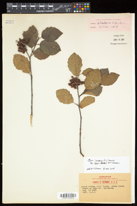 Alnus incana subsp. rugosa image