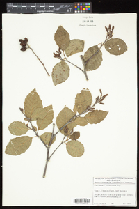 Alnus incana subsp. rugosa image