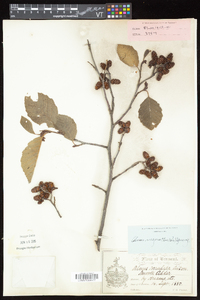 Alnus incana subsp. rugosa image