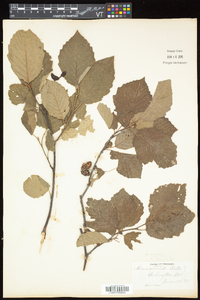 Alnus incana subsp. rugosa image