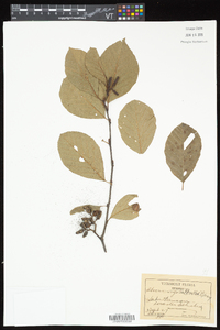 Alnus incana subsp. rugosa image