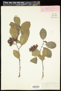 Alnus incana subsp. rugosa image