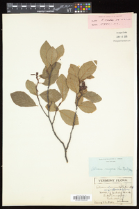 Alnus incana subsp. rugosa image