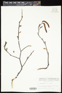 Alnus incana subsp. rugosa image