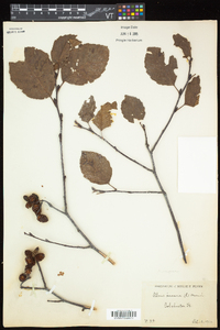 Alnus incana subsp. rugosa image