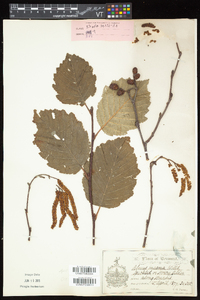 Alnus incana subsp. rugosa image