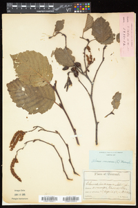 Alnus incana subsp. rugosa image