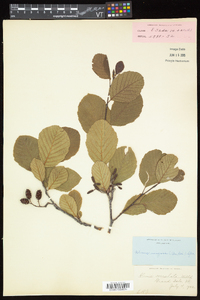 Alnus incana subsp. rugosa image