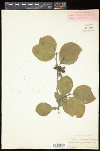 Alnus incana subsp. rugosa image