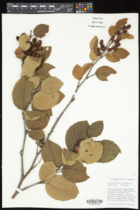 Alnus viridis subsp. crispa image