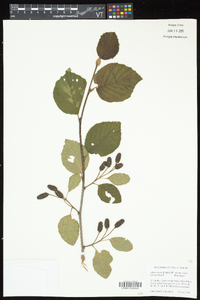 Alnus viridis image