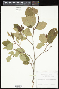 Alnus viridis image