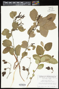 Alnus viridis image