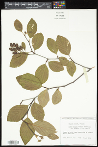 Alnus viridis subsp. crispa image