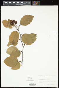 Alnus viridis subsp. crispa image