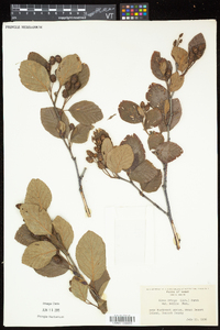 Alnus viridis subsp. crispa image