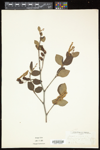 Alnus viridis subsp. crispa image