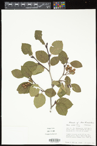 Alnus crispa image