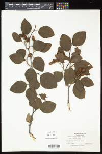 Alnus viridis image