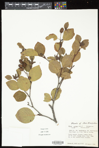 Alnus crispa image