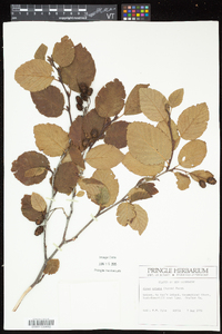 Alnus viridis image