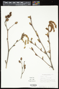 Alnus viridis subsp. crispa image