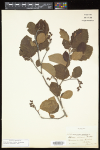 Alnus incana subsp. rugosa image