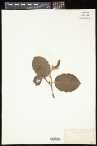 Alnus incana subsp. rugosa image