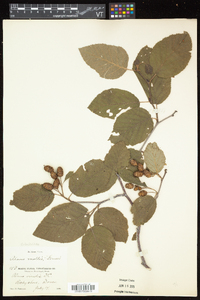 Alnus viridis subsp. crispa image