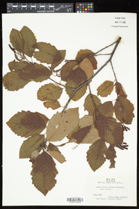 Alnus incana subsp. rugosa image