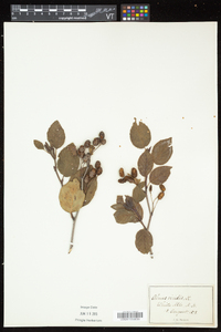 Alnus viridis image