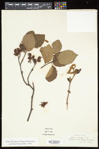 Alnus viridis subsp. crispa image