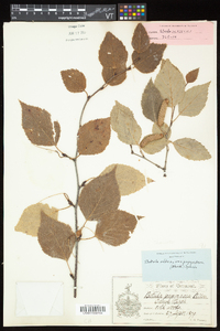 Betula papyrifera image