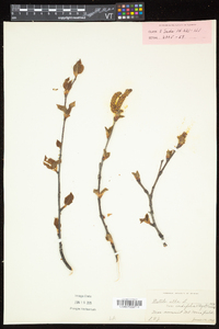 Betula cordifolia image